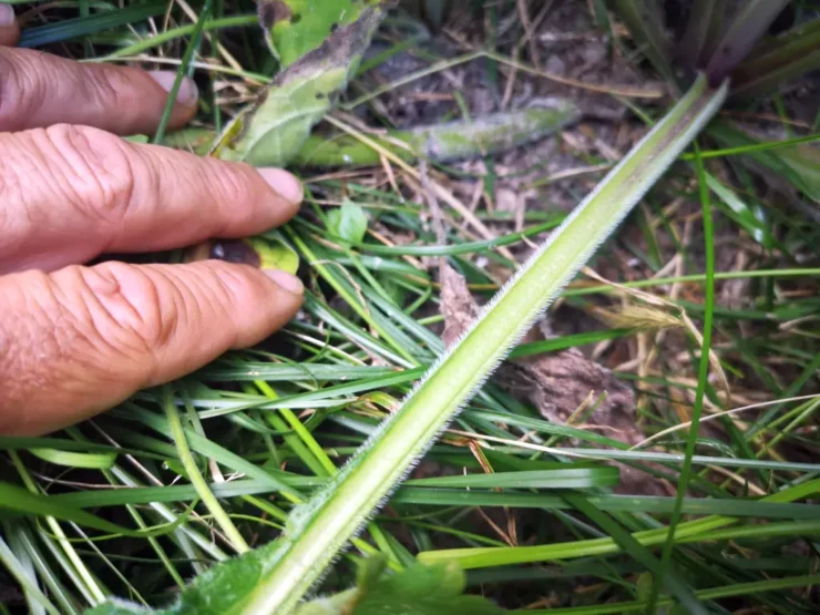 Primer plano de un largo peciolo de Pentaglottis Sempervirens