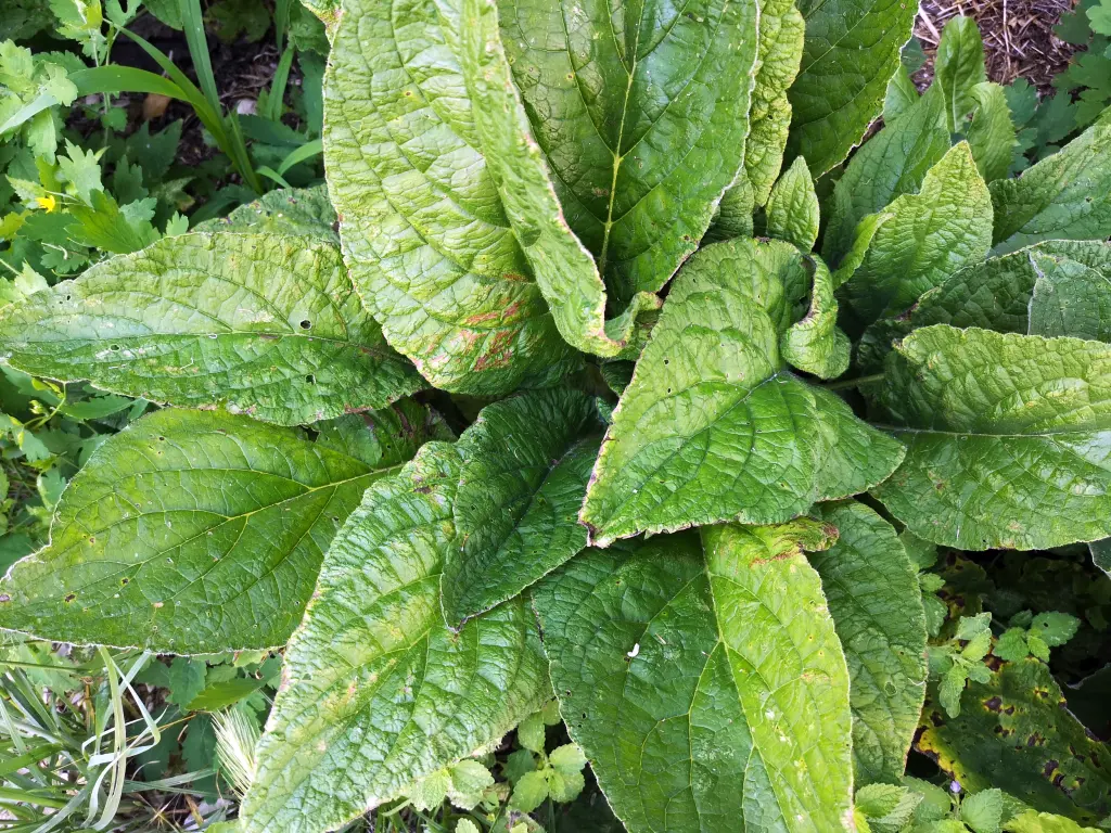 Vista cenital de una pequeña colonia de Pentaglottis Sempervirens. Los ejemplares no presentan tallos