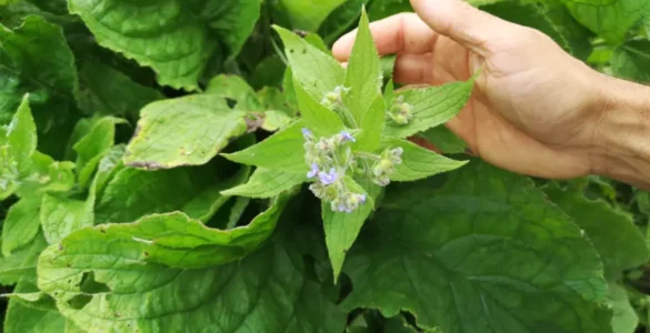 Foto cenital. Mano acariciando un bello ejemplar florecido de Pentaglottis sempervirens
