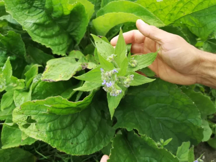 Foto cenital. Mano acariciando un bello ejemplar florecido de Pentaglottis sempervirens