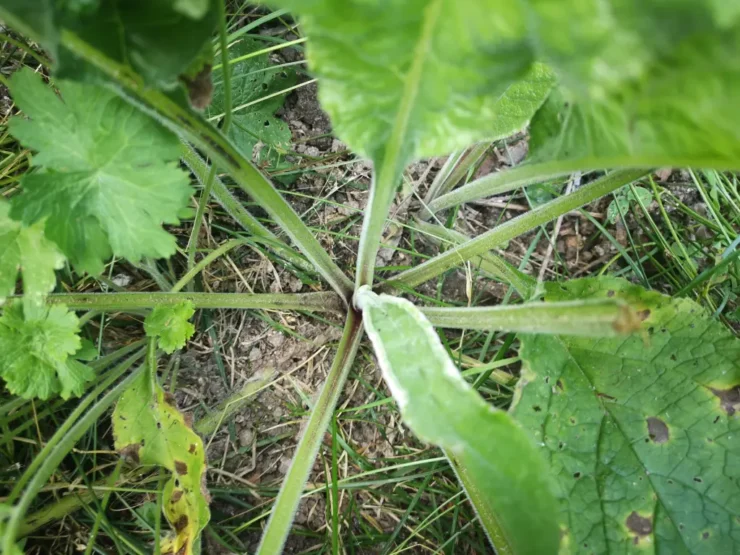 Vista cenital de una pentaglottis sempervirens que ilustra los largos peciolos de las hojas basales