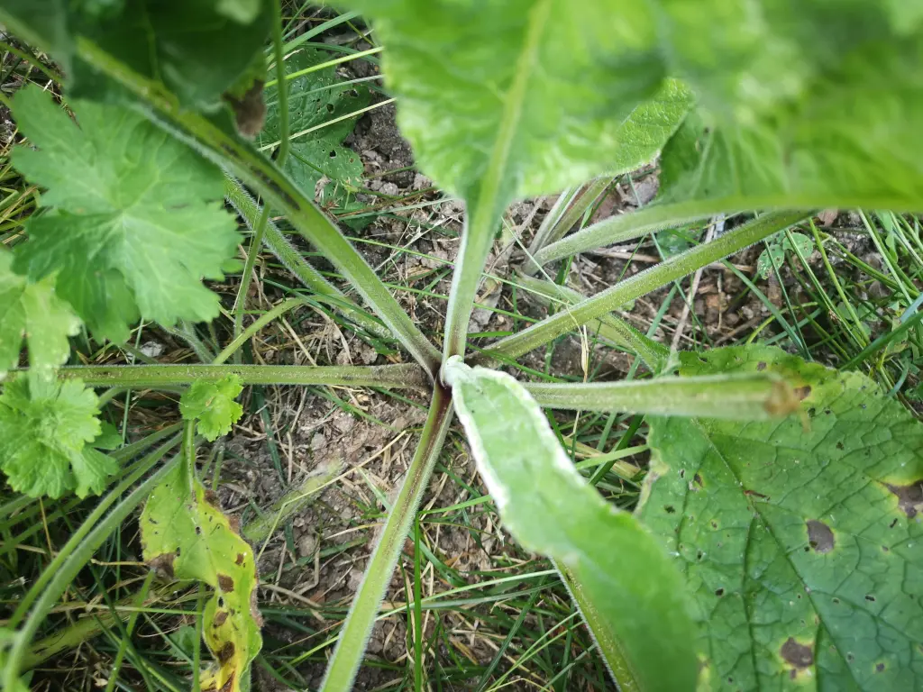 Vista cenital de una pentaglottis sempervirens que ilustra los largos peciolos de las hojas basales