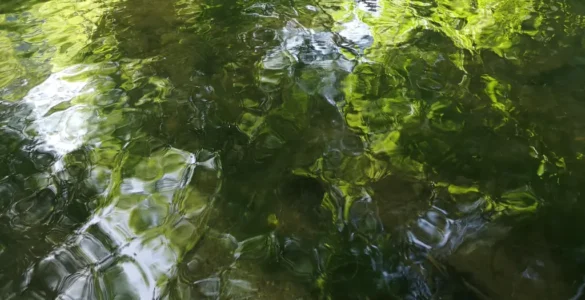 Primer plano del agua del río Nansa que resalta los reflejos de luz y verde de las algas
