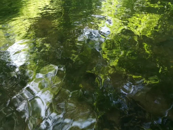 Primer plano del agua del río Nansa que resalta los reflejos de luz y verde de las algas