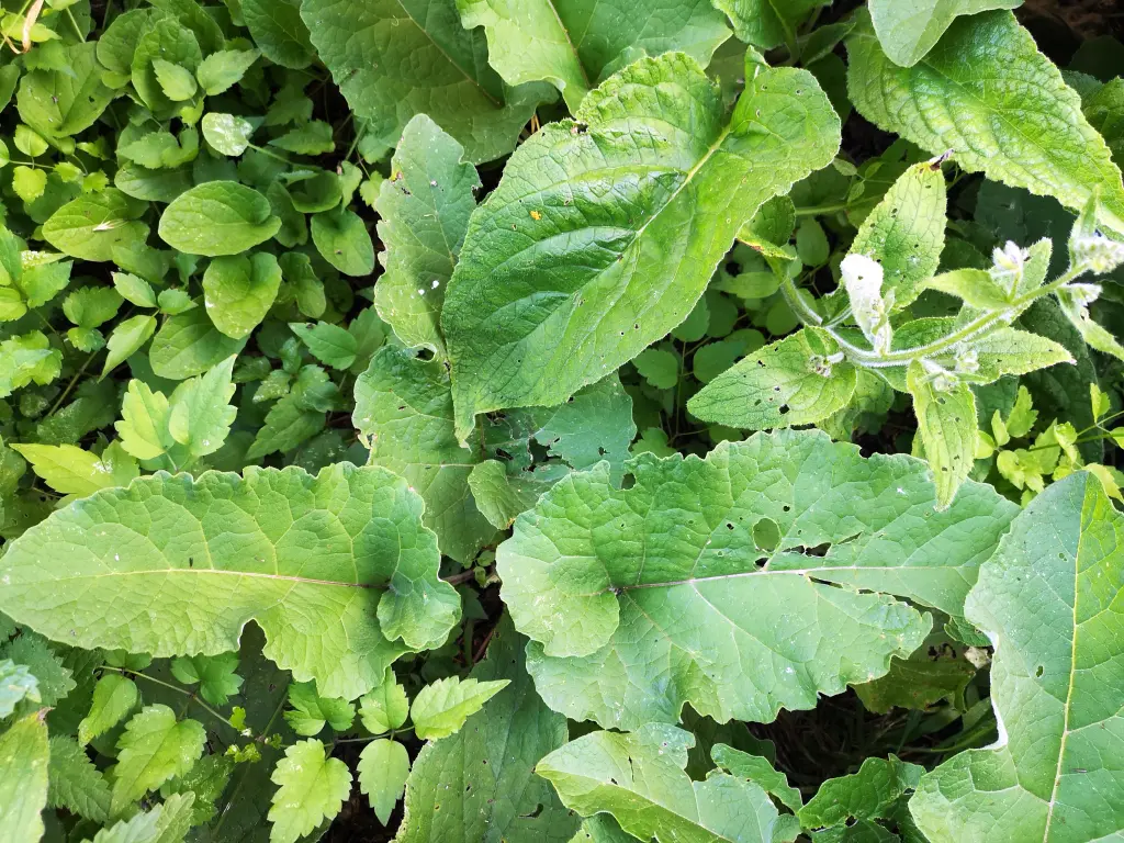 Vista zenital de un megaforbio en formación: destacan un ejemplar de bardana y uno de Pentaglottis sempervirens