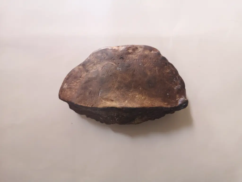 Fomes fomentarius, hongo de yesca, visto desde abajo, es decir, su parte inferior y más blanda. Tiene un color ocre grisáceo y es duro al tacto.