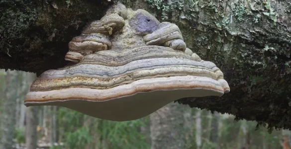 Hongo de yesca, fomes fomentarius, en su hábitat natural, es un hongo lignícola por eso vive en los troncos de los árboles.