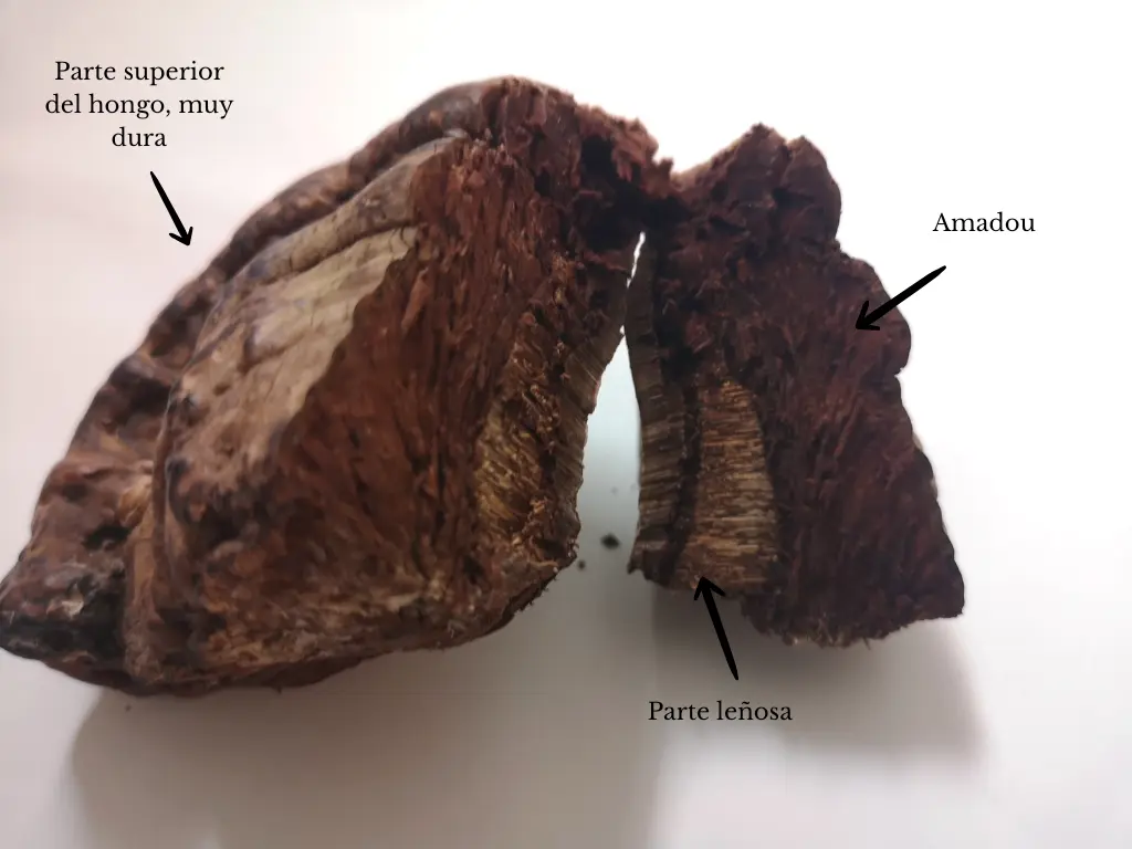 Explicación de las partes del hongo de yesca, fomes fomentaruis, sus partes son amadou, zona leñosa y capa superior muy dura.