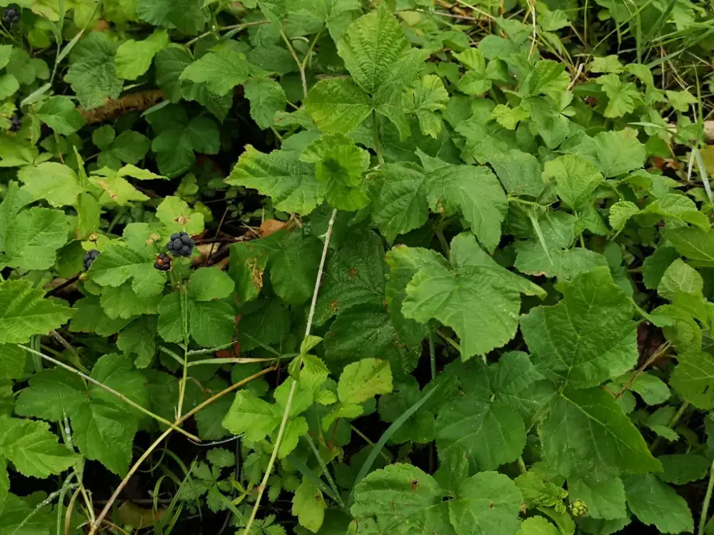 Colonia de zarza pajarera (Rubus Caesius) en su hábitat típico: un sombrio sotobosque