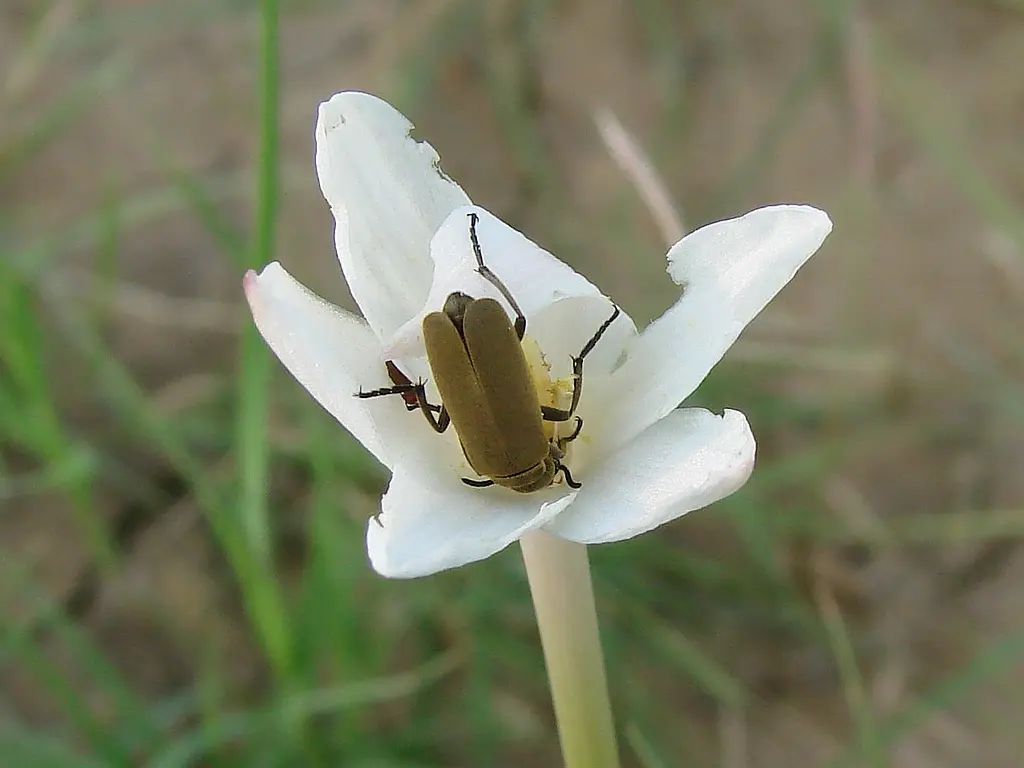 Primer plano de un insecto polinizando una flor blanca, con pradera desenfocada al fondo