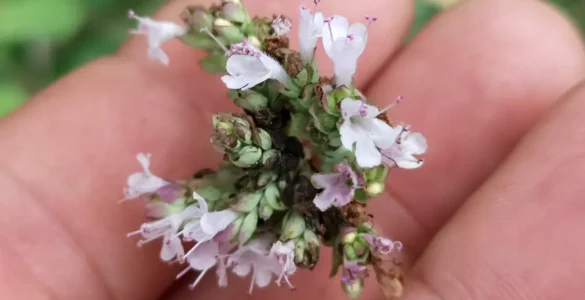 Primer plano de unos dedos sujetando delicadamente un racimo de flores de Orégano silvestre