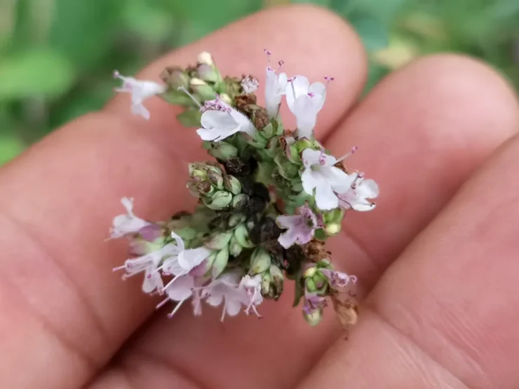 Primer plano de unos dedos sujetando delicadamente un racimo de flores de Orégano silvestre