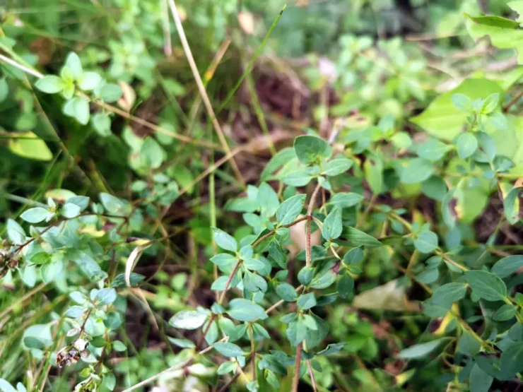 Ejemplares adultos de orégano silvestre, planta silvestre comestible, con tallos rojizos, ramas, hojas y pecíolos bien desarrollados