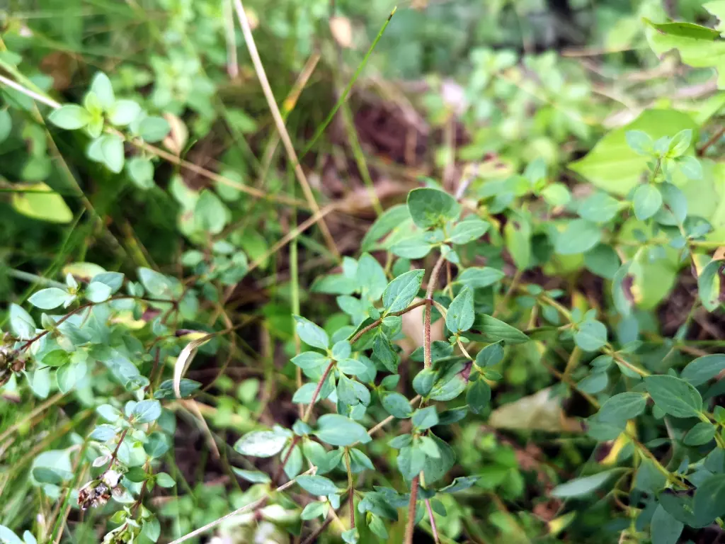Ejemplares adultos de orégano silvestre, planta silvestre comestible, con tallos rojizos, ramas, hojas y pecíolos bien desarrollados