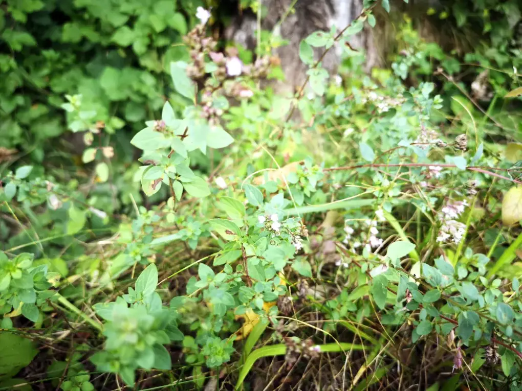 Colonia de orégano silvestre en unos de sus hábitat típico: la linde de un campo