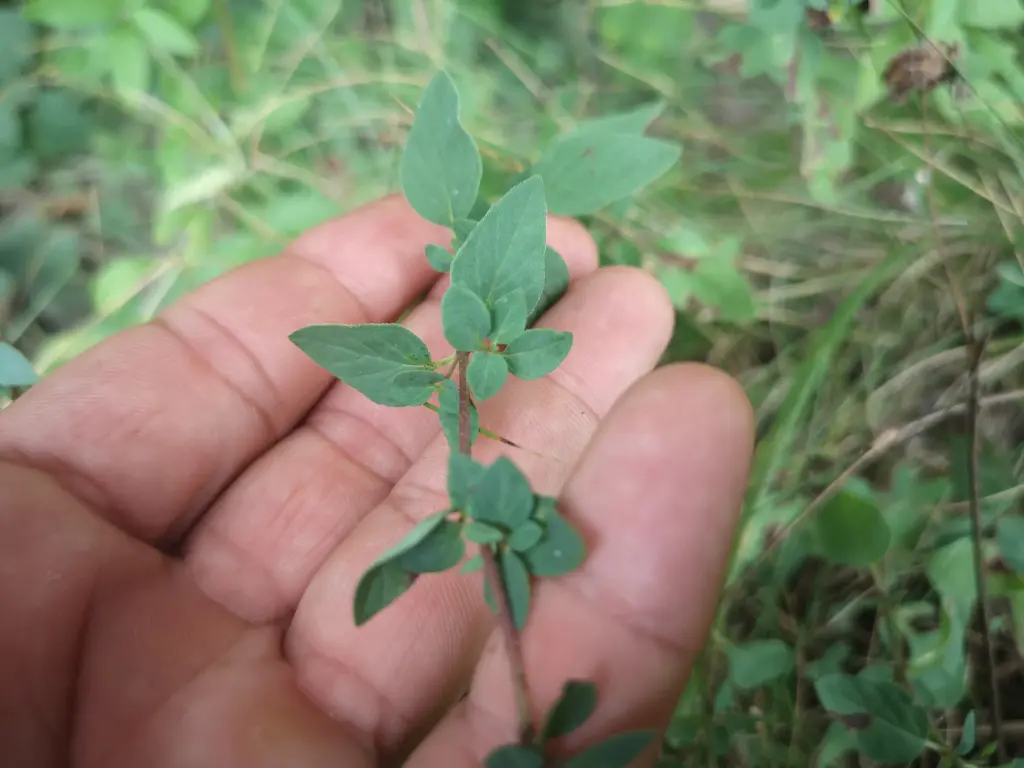 Mano sujetando un tallo con hojas jóvenes de orégano silvestre, con el campo y otras plantas desenfocados al fondo