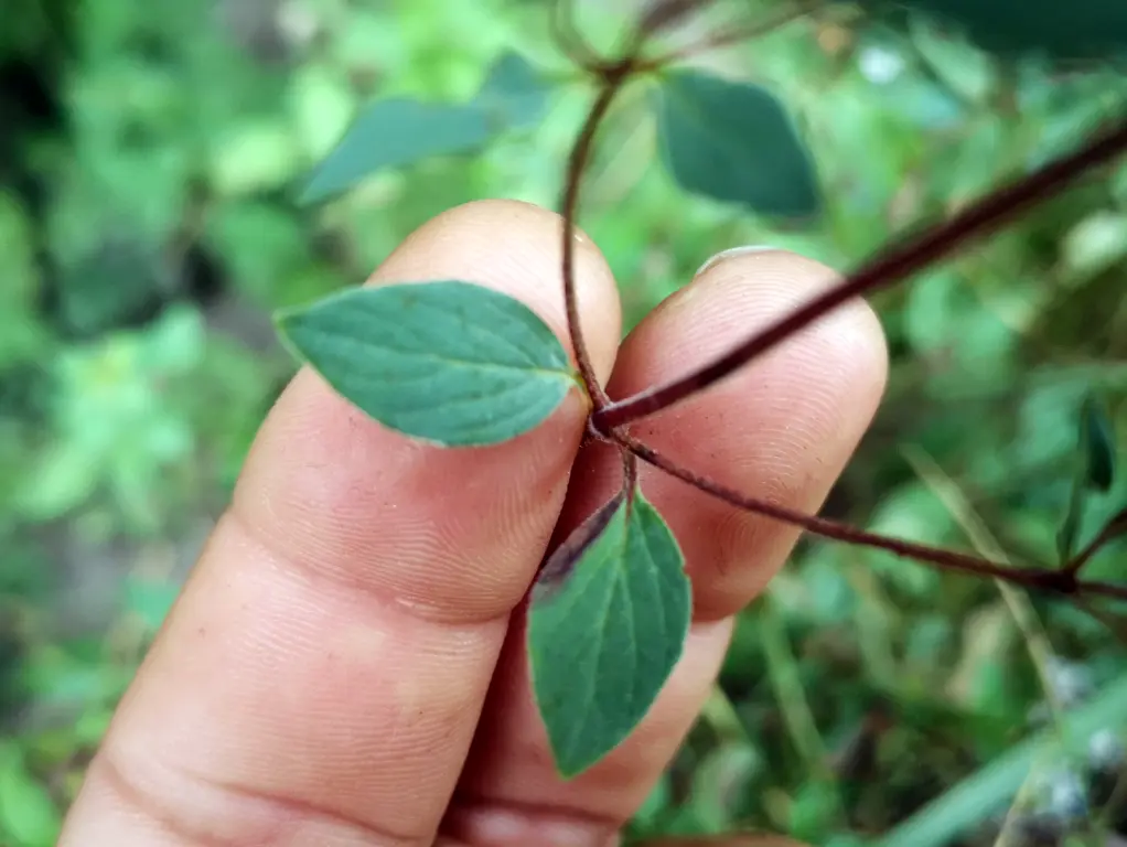 Dos dedos sostienen delicadamente unas hojas de orégano silvestre, destacando el pecíolo