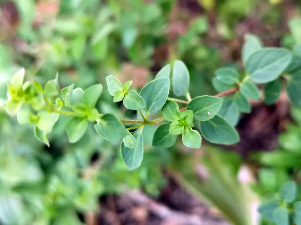 Tallo joven de orégano silvestre, planta silvestre comestible, con hojas que crecen en pequeños grupos separados entre sí