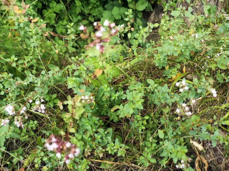 Plantas de Orégano silvestre con todos los elementos de su morfología: tallo, ramas, hojas y flores