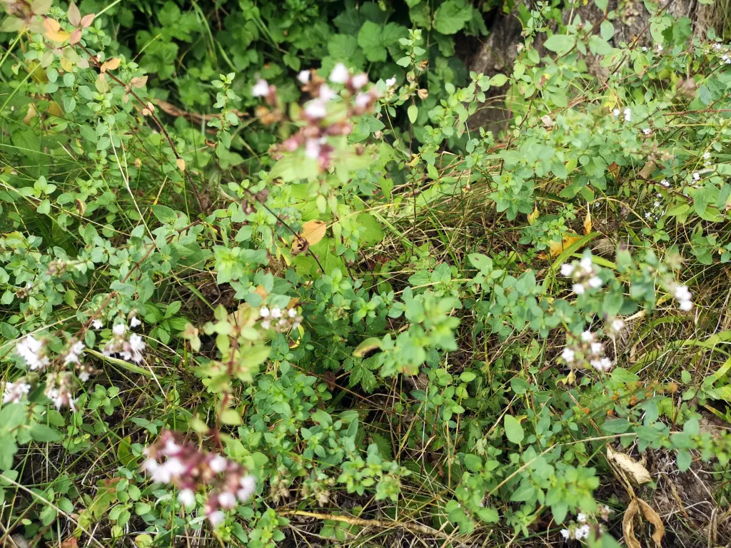 Plantas de Orégano silvestre con todos los elementos de su morfología: tallo, ramas, hojas y flores