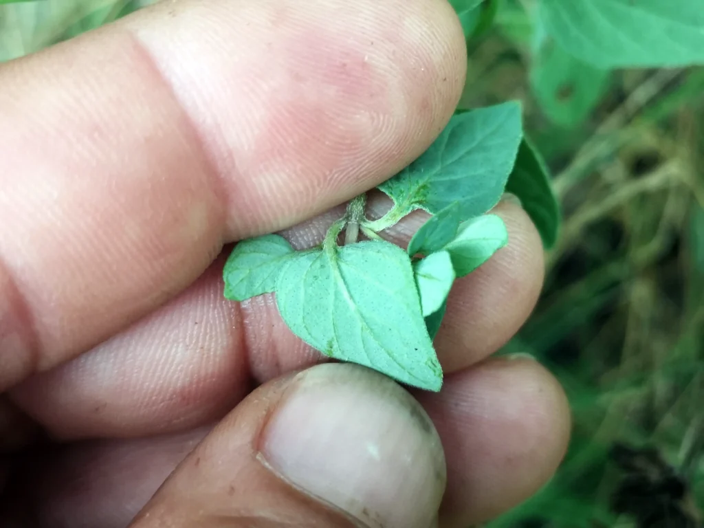 Primer plano del envés de una hoja de orégano silvestre, donde se aprecia el tono más claro y casi blanquecino en contraste con el haz