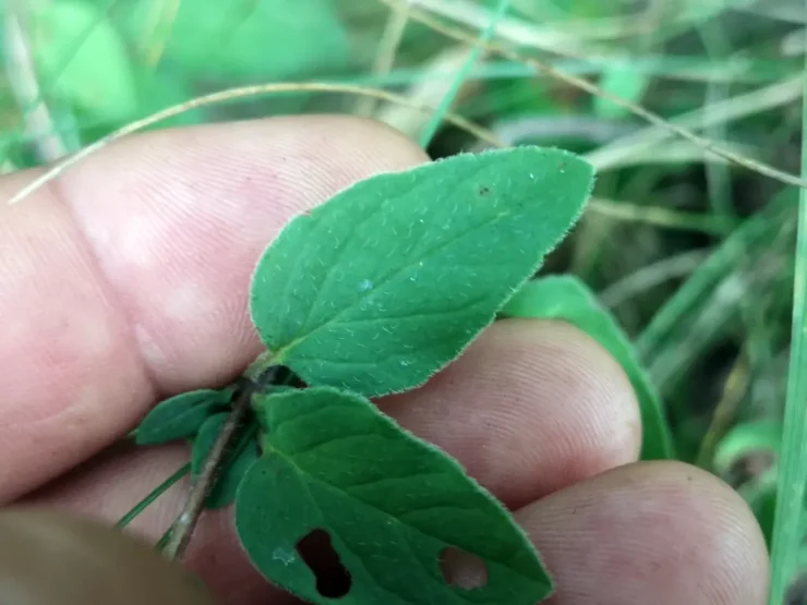 Primer plano del haz de dos hojas de orégano silvestre, planta silvestre comestible, una con una mordida de caracol, donde se distinguen el fino vello y los bordes aserrados
