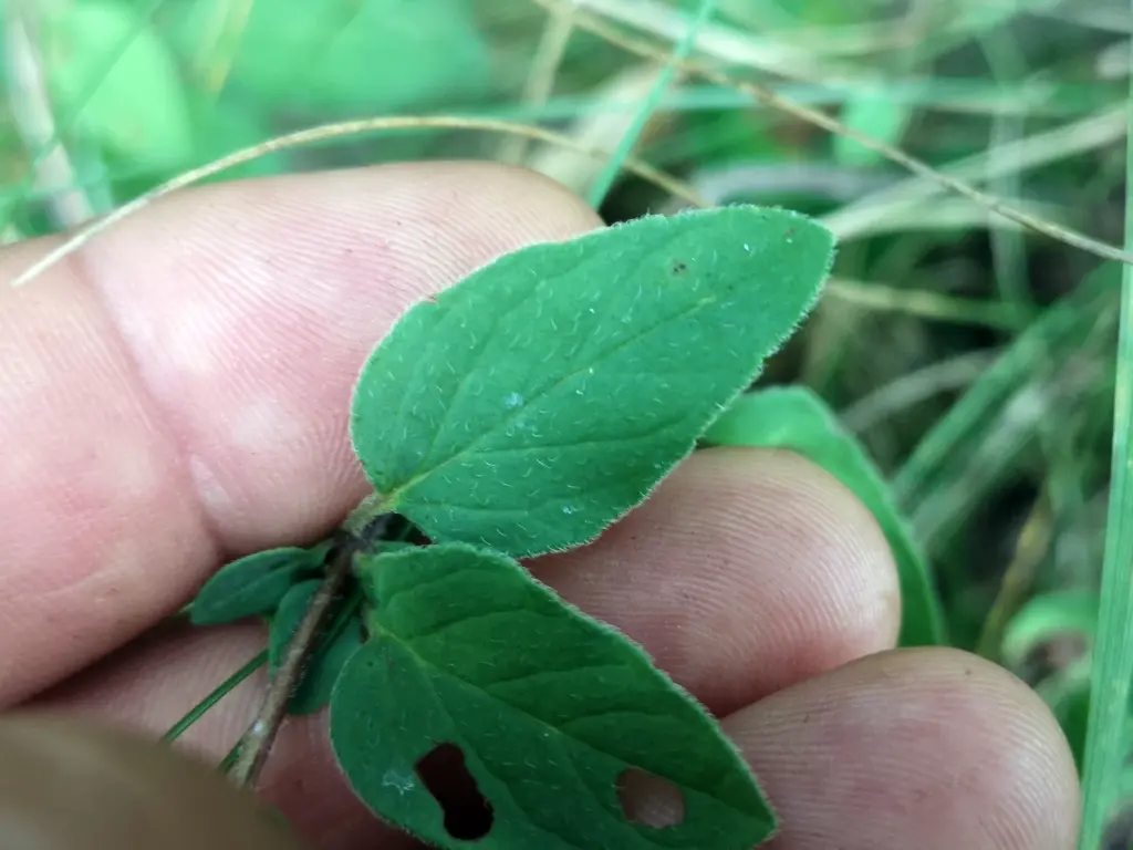 Primer plano del haz de dos hojas de orégano silvestre, planta silvestre comestible, una con una mordida de caracol, donde se distinguen el fino vello y los bordes aserrados