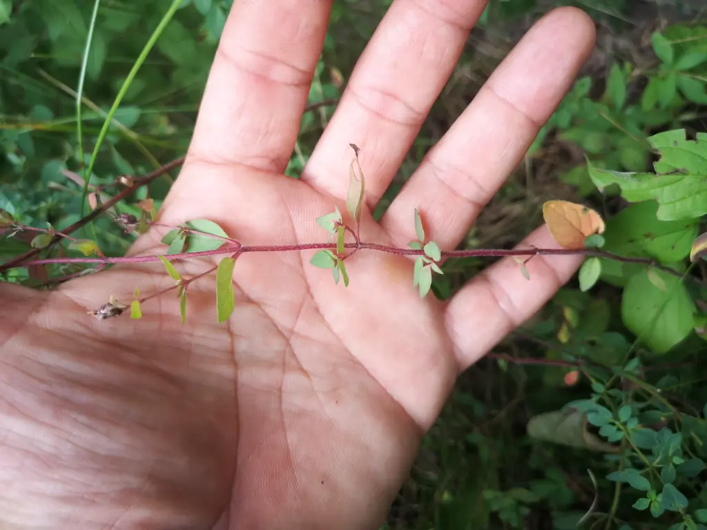 Mano sosteniendo un tallo de orégano silvestre, donde se aprecian las ramas insertadas en ángulo de 45 grados