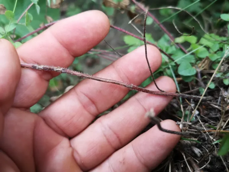 Primer plano de una mano sujetando un tallo de Orégano Silvestre con fondo de plantas y ramas