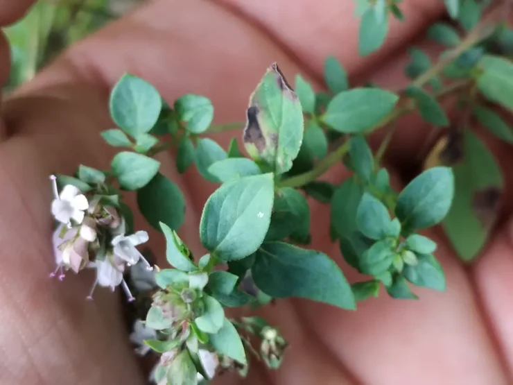 Foto de la parte terminal florecida de un ejemplar de orégano silvestre, que permite observar todas las características necesarias para identificar la planta
