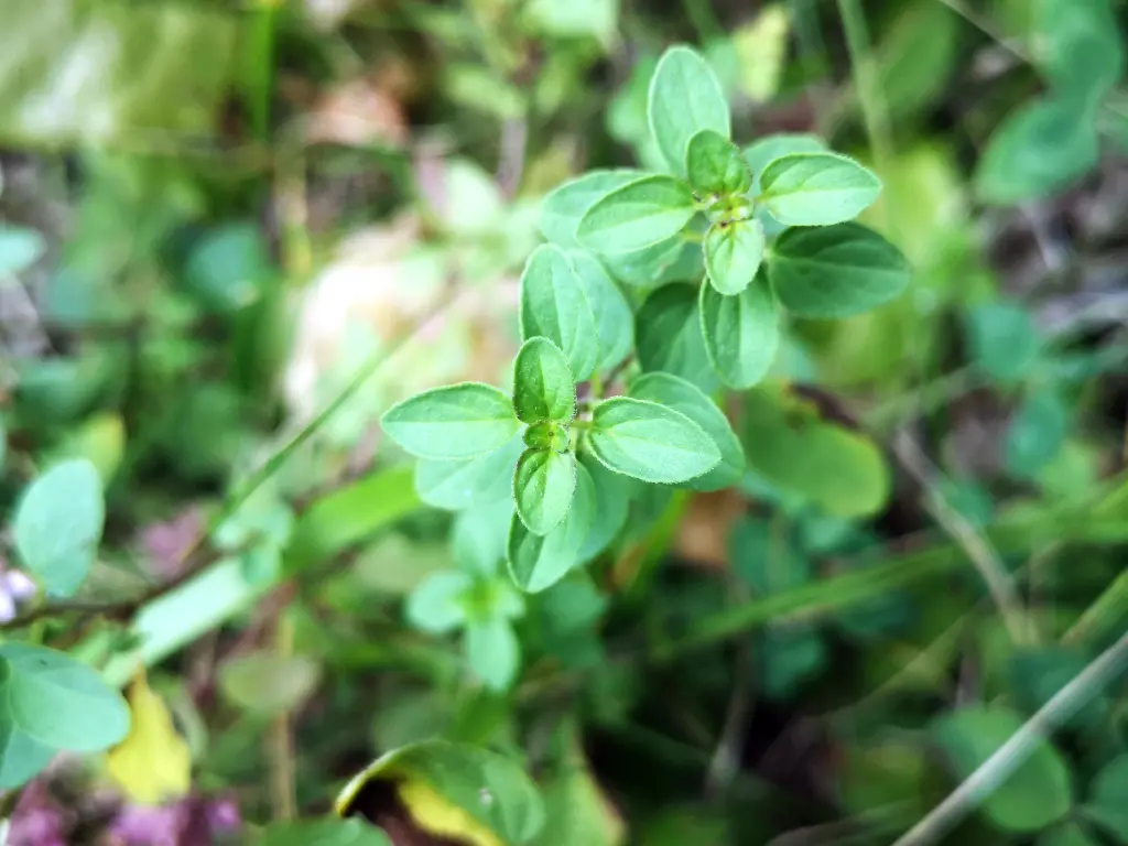 Extremidad de un orégano silvestre con hojas jóvenes y ramas