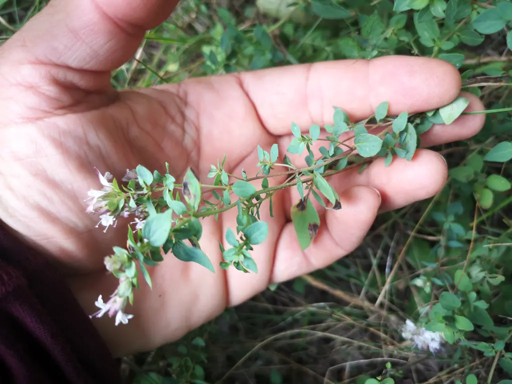 Mano sustentando un tallo de orégano silvestre florecido y con hojas