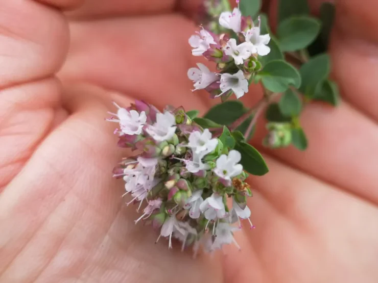 Mano sujetando delicadamente un racimo de flores de orégano silvestre, donde se aprecian claramente los pétalos, anteras y pistilos