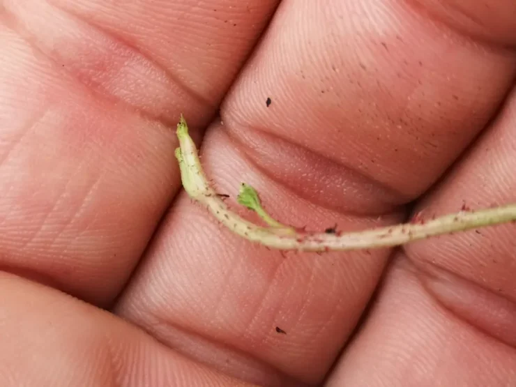 Primer plano de un brote de crecimiento de Zarza Pajarera (Rubus Caesius) sostenido en el palmo de una mano