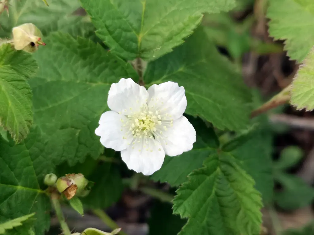 zarza pajarera (rubus caesius): flor joven con anteras de un clarísimo amarillos y pétalos blancos como leche