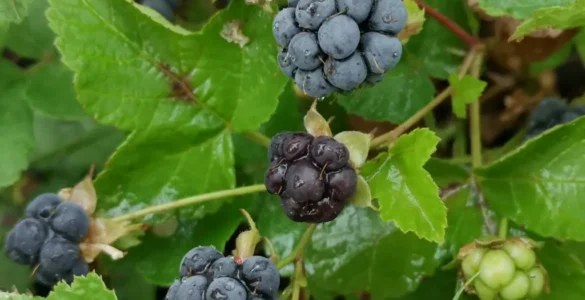 Primer plano de los frutos de una zarza pajarera (Rubus caesius) mojados de lluvia entre las hojas de la planta