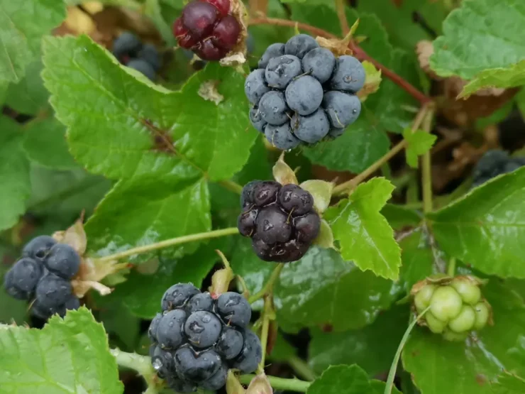 Primer plano de los frutos de una zarza pajarera (Rubus caesius) mojados de lluvia entre las hojas de la planta
