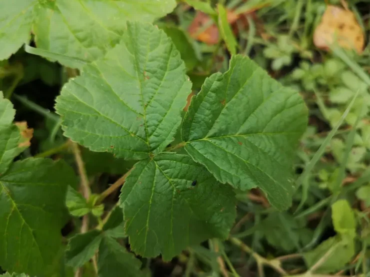 vista general de una hoja de zarza pajarera (rubus caesius)