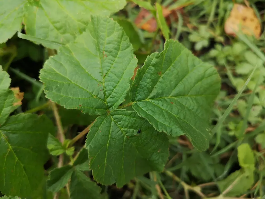 vista general de una hoja de zarza pajarera (rubus caesius)