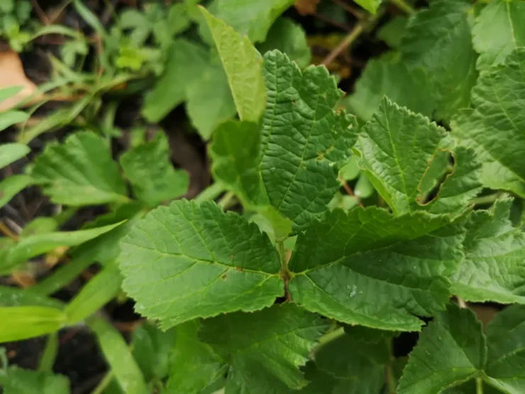 primer plano de una hoja de zarza pajarera (rubus caesius) con los bordes levantados