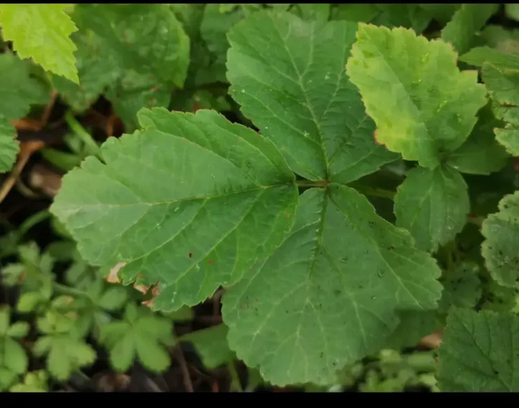 Vista cenital de una hoja de zarza pajarera (rubus caesius)