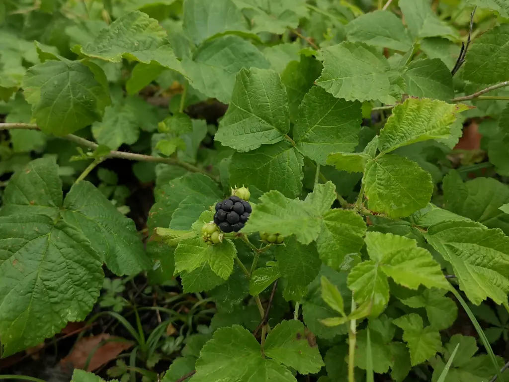Joven ejemplar de Zarza Pajarera (Rubus Caesius) de unos 20 cm de alto con un fruto en el medio