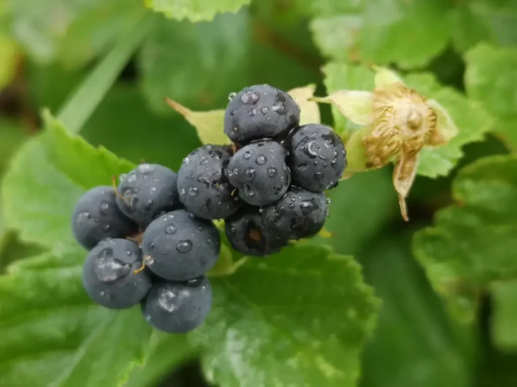 Zarza pajarera (rubus ceasius): dos frutos completamente maduros mojados de lluvia