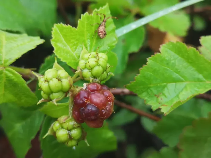 zarza pajarera (rubus caesius): primer planos de frutos inmaduros, tres verdes y uno rojo/pardo