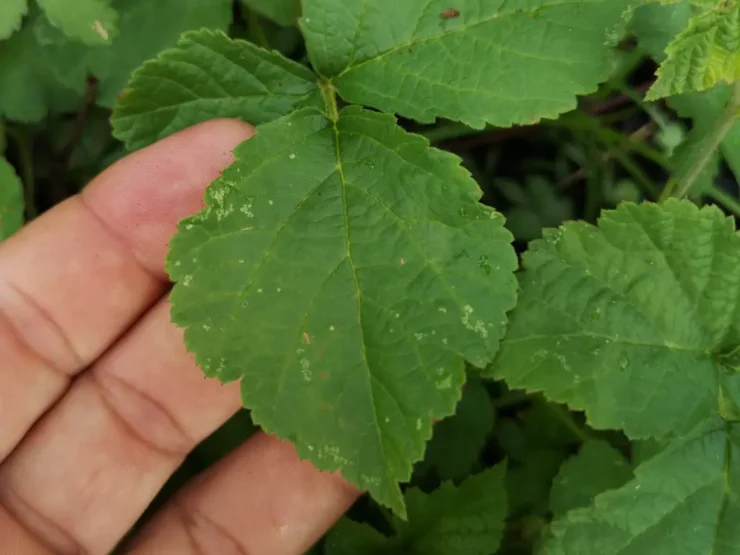 Primer plano de una mano sujetando delicadamente el limbo de una hoja de zarza pajarera (rubus caesius)