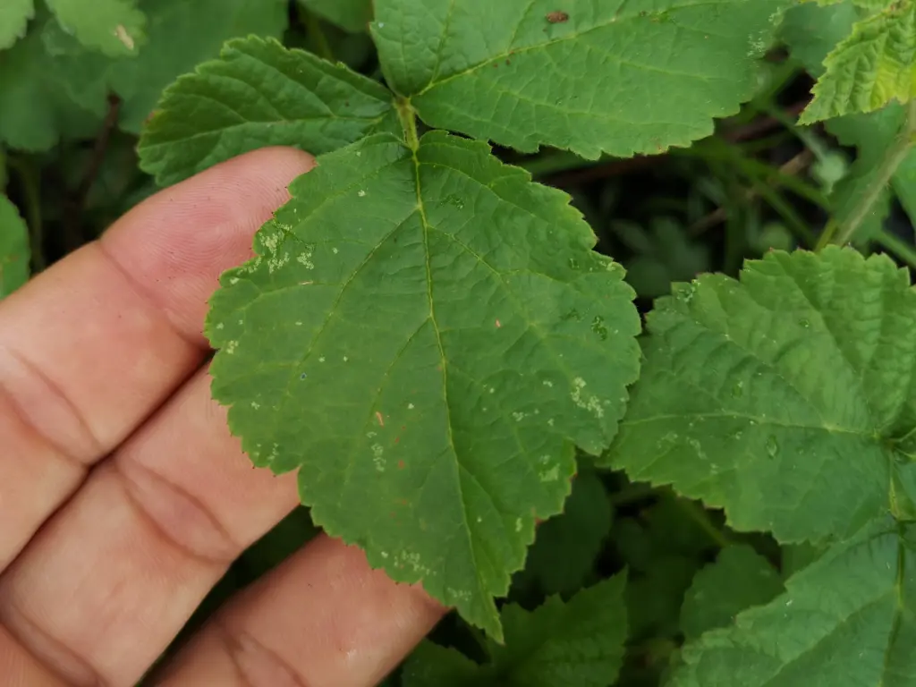 Primer plano de una mano sujetando delicadamente el limbo de una hoja de zarza pajarera (rubus caesius)