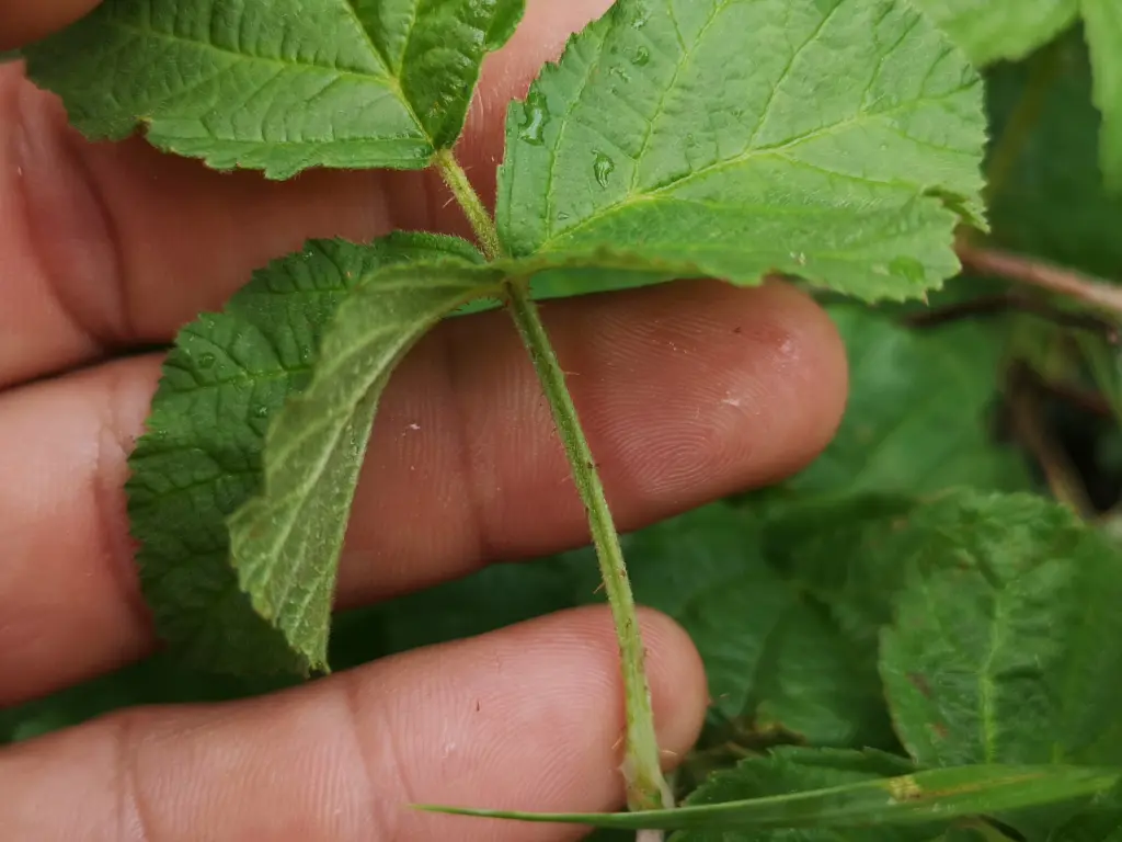 Primer plano de una mano sujetando una hoja de zarza pajarera (rubus caesius) enseñando el peciolo