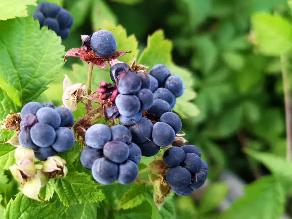 zarza pajarera (rubus caesius): racimo de frutos maduros