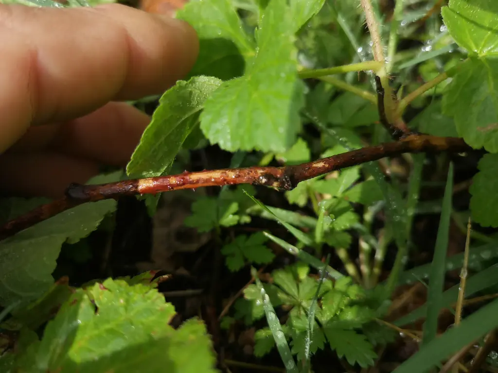 Primer plano de tallo maduro y leñoso de zarza pajarera (rubus caesius) con hojas al fondo