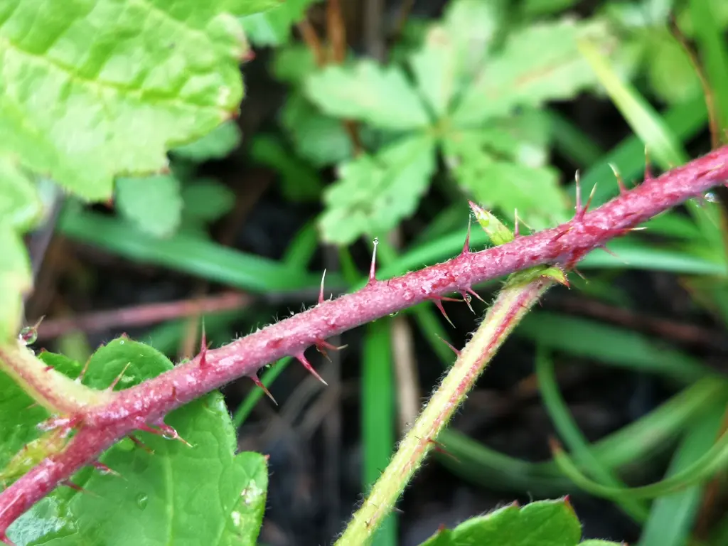 Primero plano de un tallo color morado de zarza pajarera (rubus caesius) con hojas al fondo